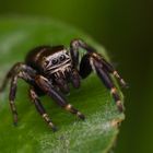 schwarze Springspinne