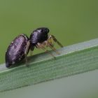 Schwarze Springspinne (Evarcha arcuata)