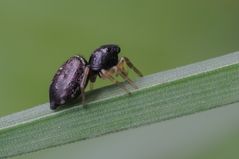 Schwarze Springspinne (Evarcha arcuata)