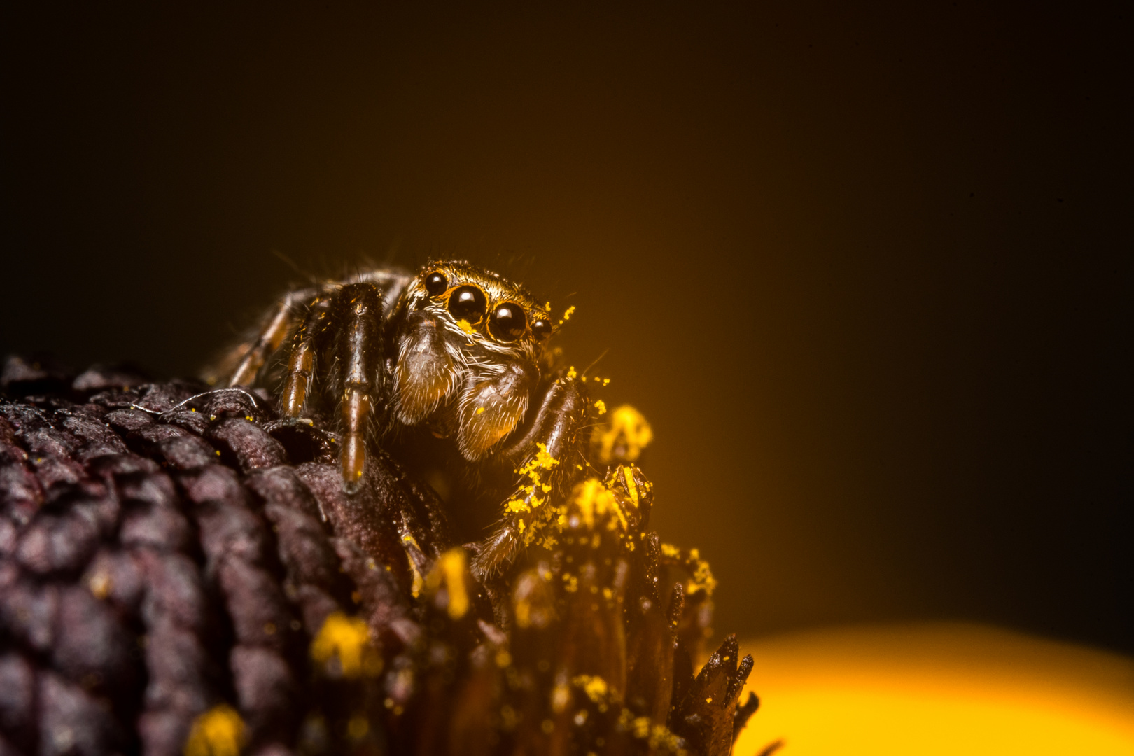 Schwarze Springspinne (Evarcha arcuata)