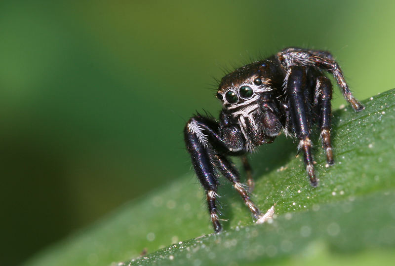 Schwarze Springspinne (Evarcha arcuata)