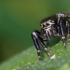 Schwarze Springspinne (Evarcha arcuata)