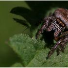 Schwarze Springspinne (Evarcha arcuata)