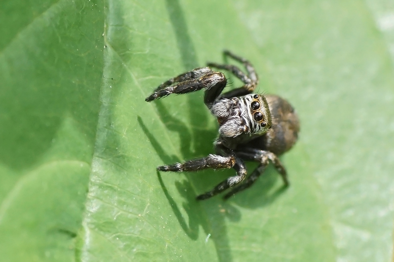 Schwarze Springspinne (Evarcha arcuata)