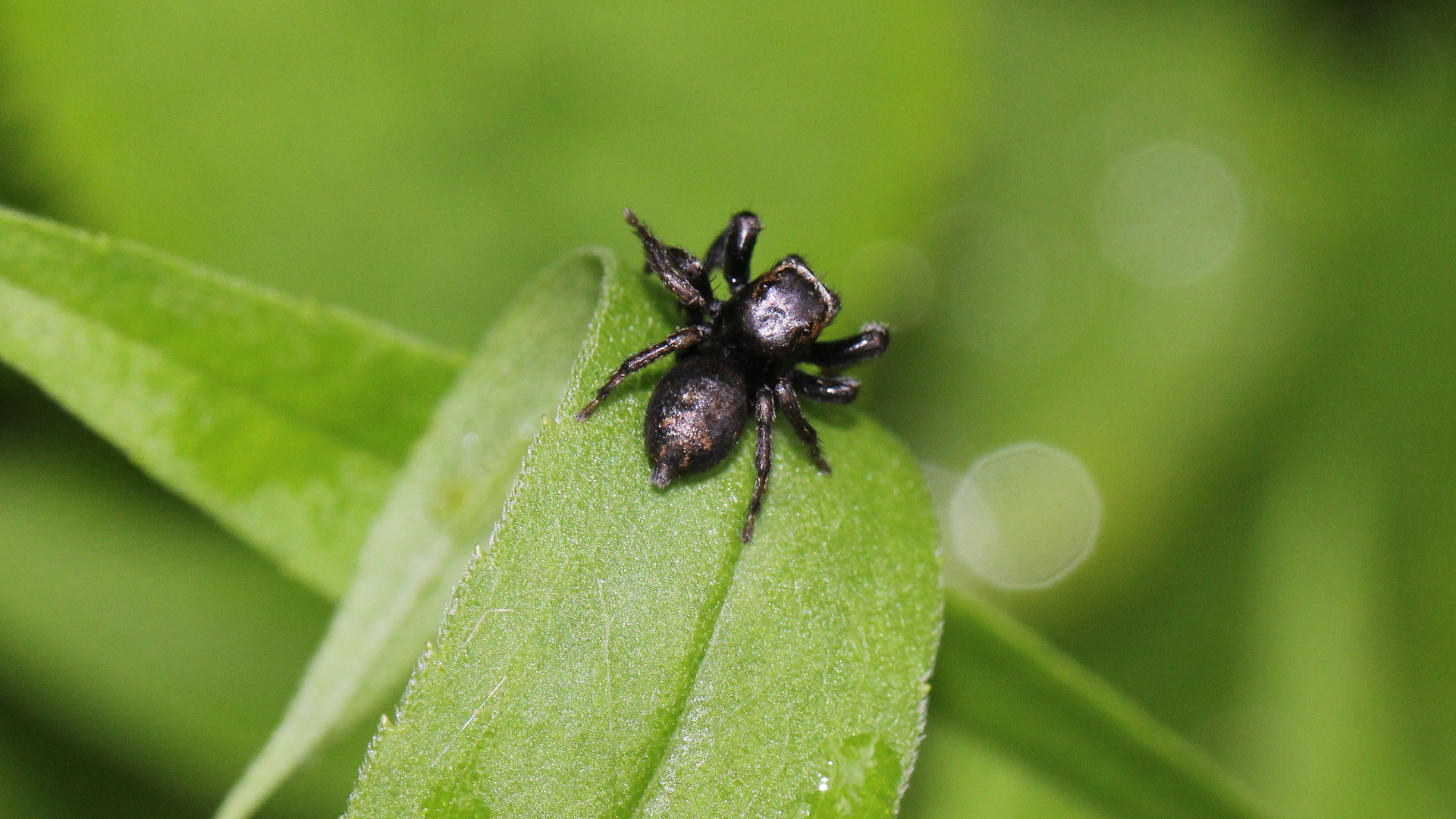 Schwarze Springspinne (m)