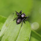 Schwarze Springspinne (m)