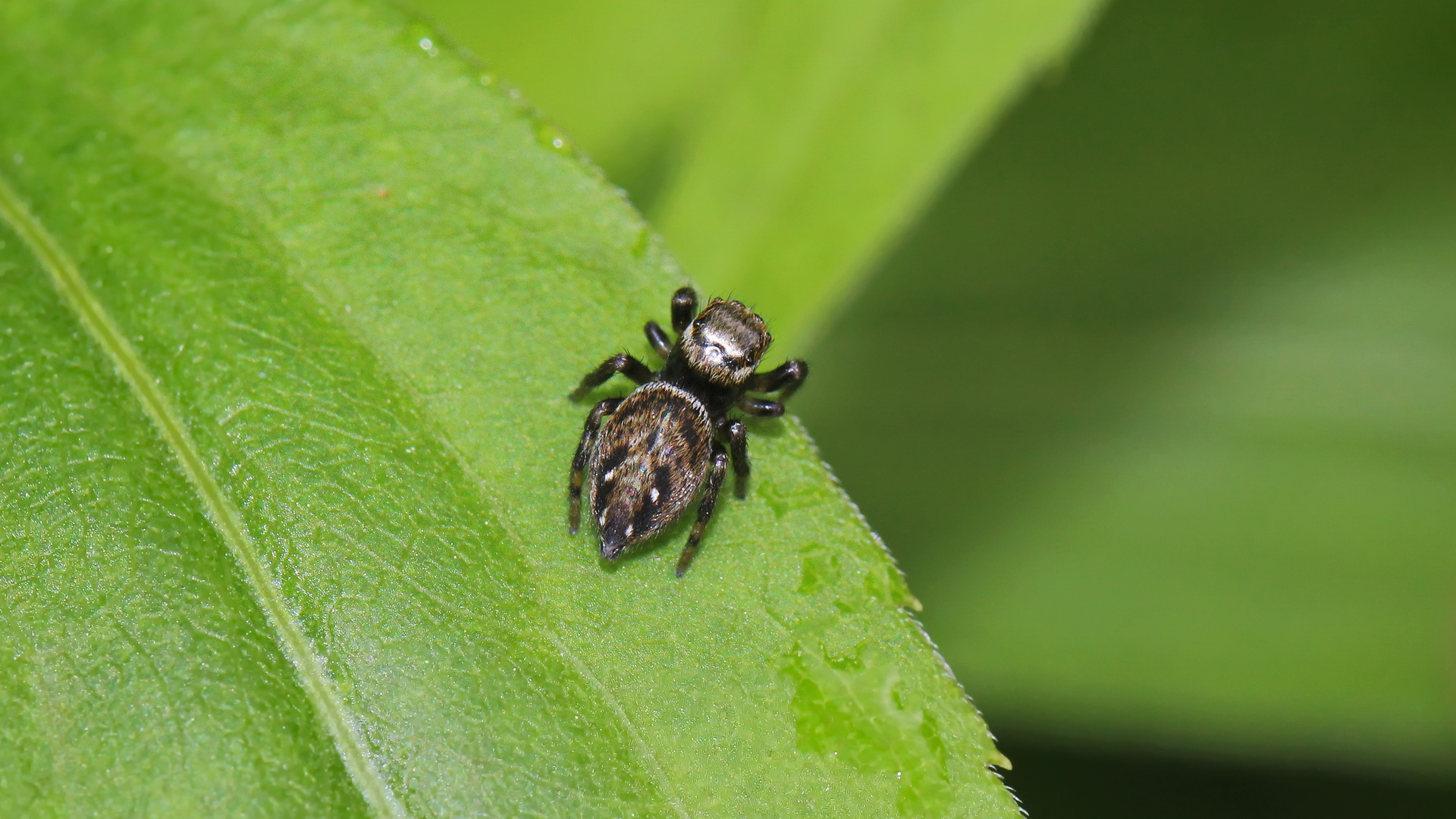 Schwarze Springspinne (w)