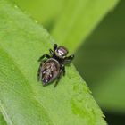 Schwarze Springspinne (w)