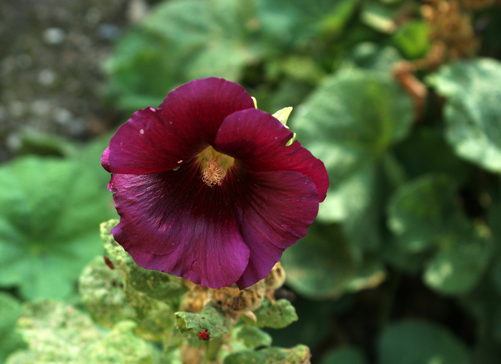 Schwarze Stockrose