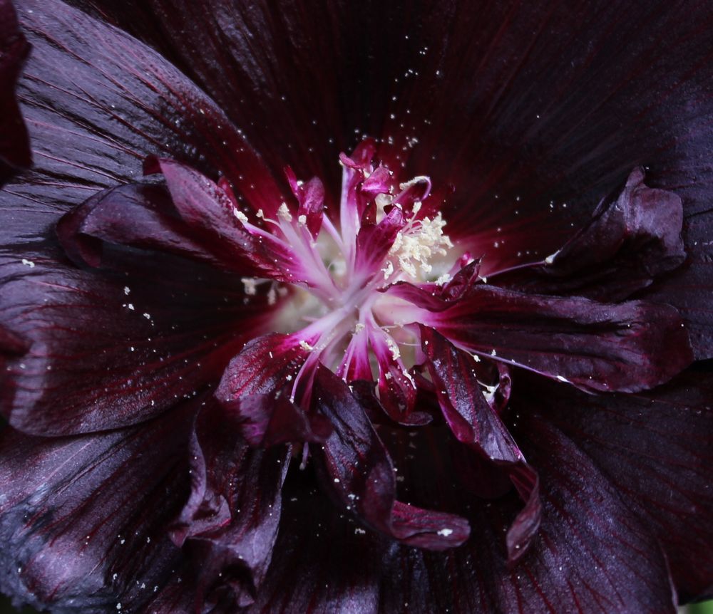 Schwarze Stockrose