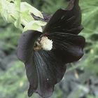 Schwarze Stockrose