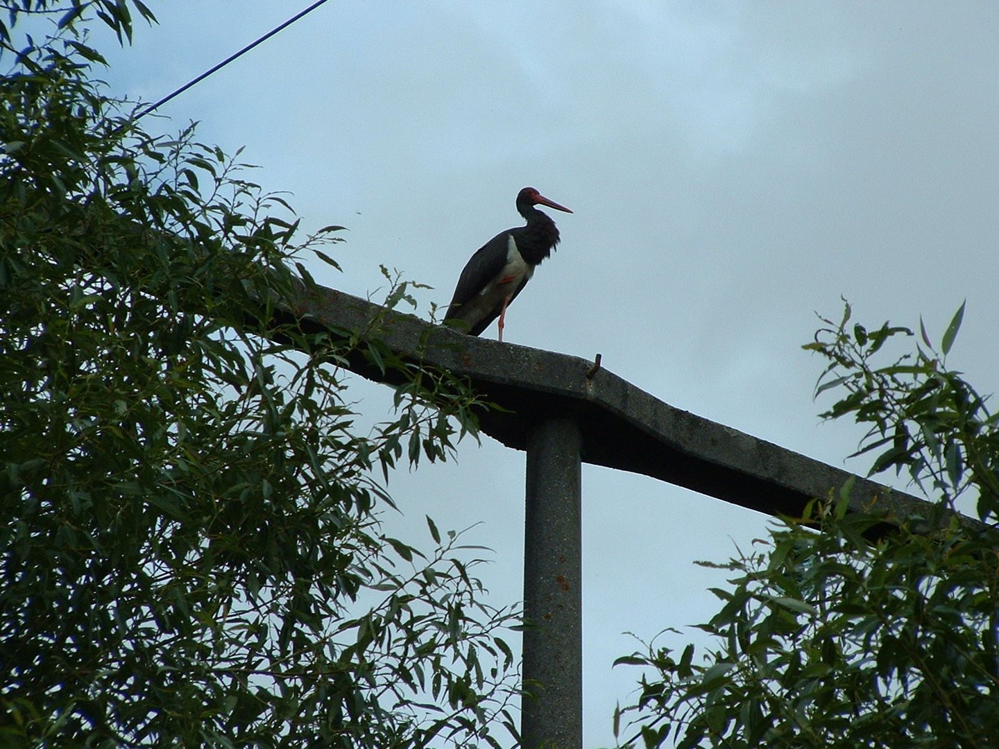 Schwarze Storch