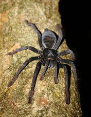 Schwarze Sulawesi Vogelspinne