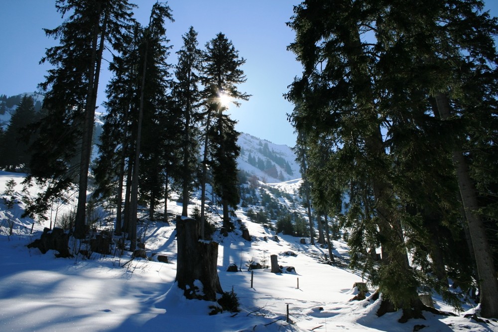 Schwarze Tannen, weisser Schnee