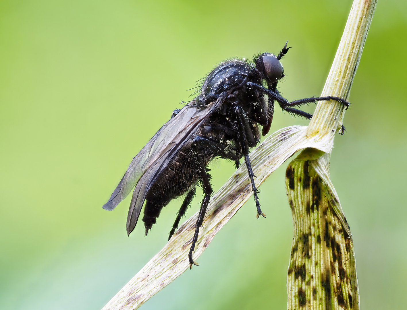 Schwarze Tanzmücke