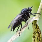 Schwarze Tanzmücke