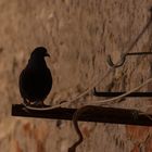 Schwarze Taube auf der Wäscheleine