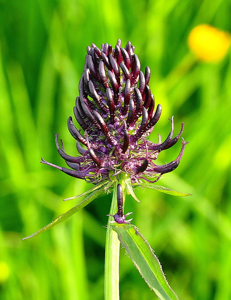 Schwarze Teufelskralle (Phyteuma nigrum)