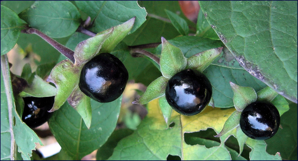 Schwarze Tollkirsche Atropa belladonna