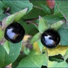 Schwarze Tollkirsche Atropa belladonna