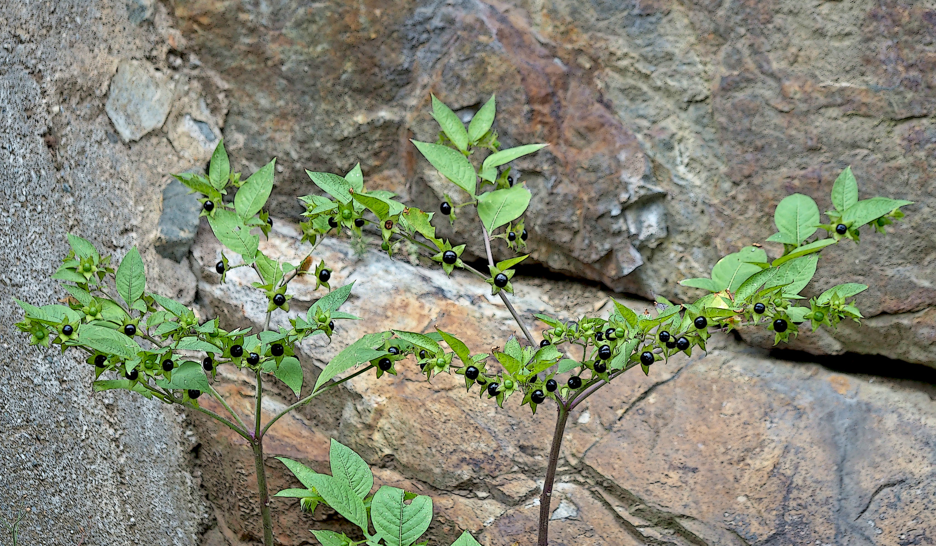 Schwarze Tollkirsche (Atropa belladonna) 