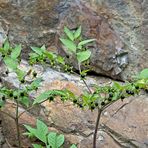 Schwarze Tollkirsche (Atropa belladonna) 