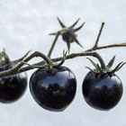 Schwarze Tomaten