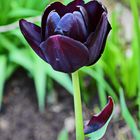 Schwarze Tulpe