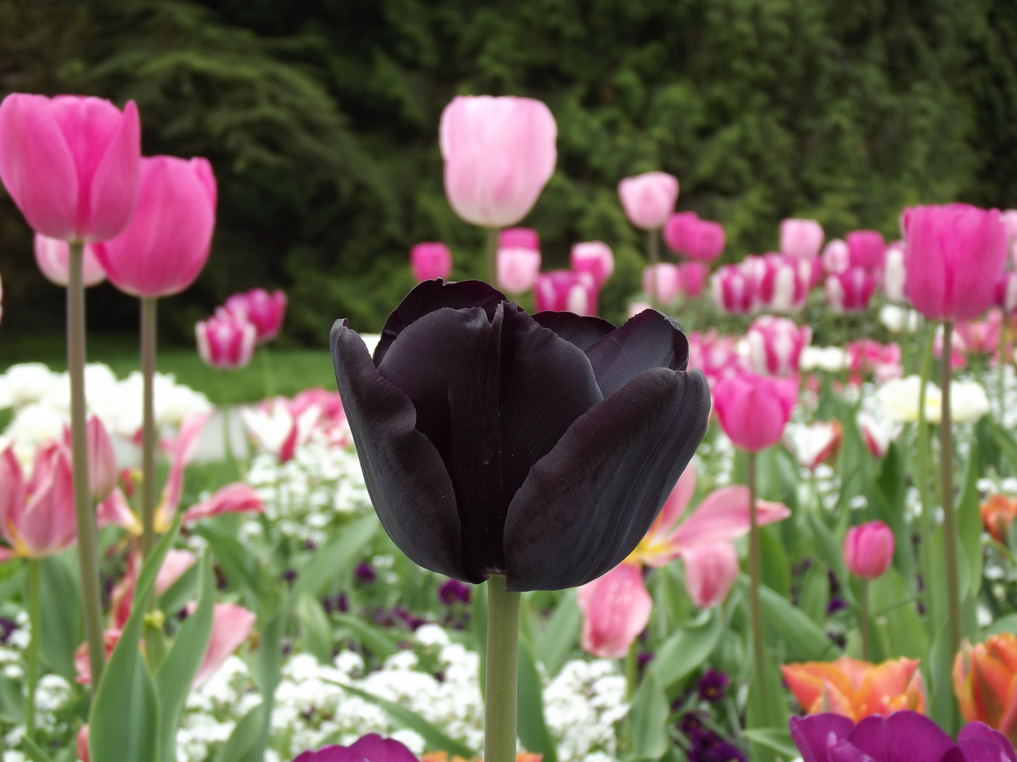 Schwarze Tulpe 1