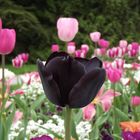 Schwarze Tulpe 1