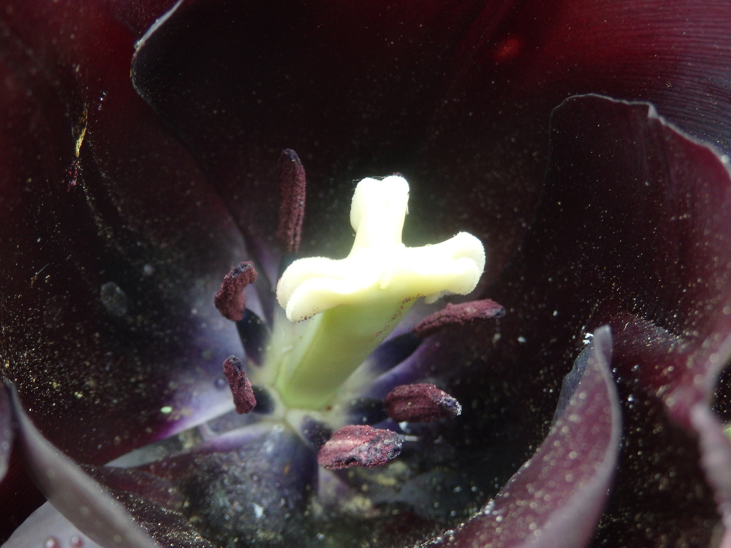 schwarze Tulpe 1