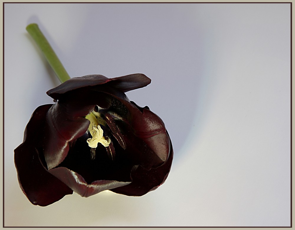 Schwarze Tulpe