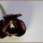 Schwarze Tulpe