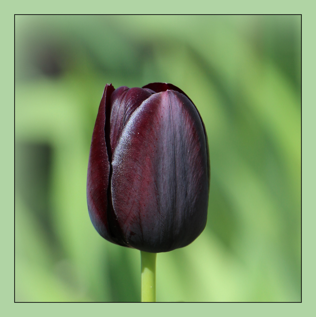 Schwarze Tulpe