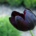 Schwarze Tulpe