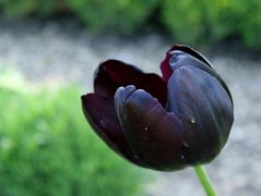 Schwarze Tulpe