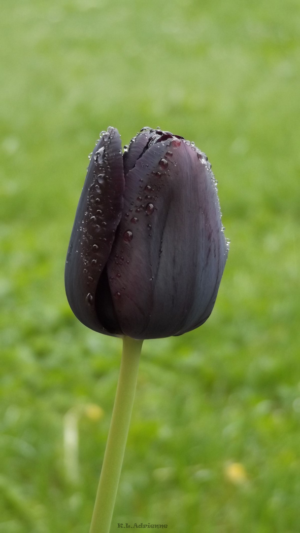 Schwarze Tulpe