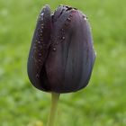 Schwarze Tulpe