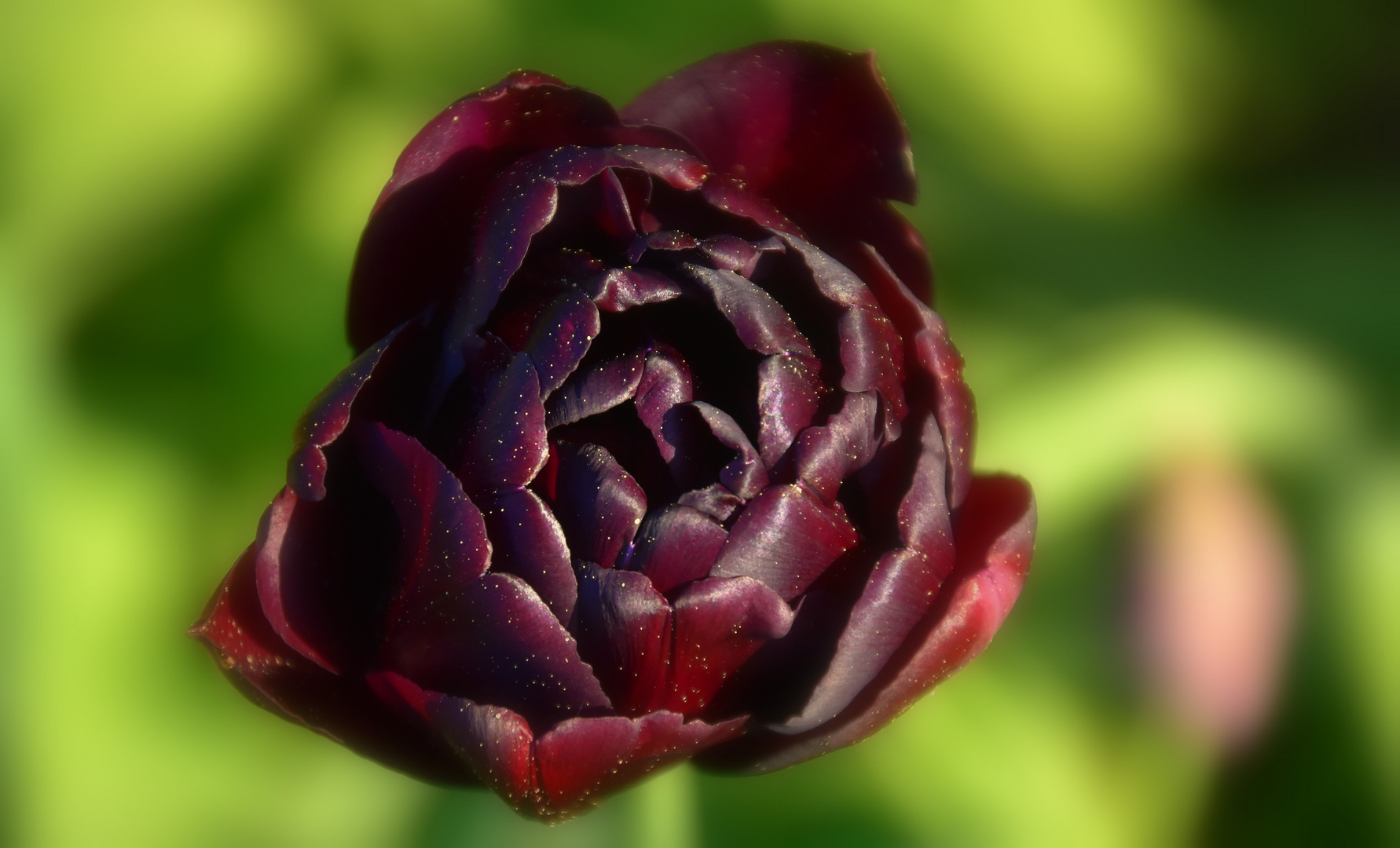 Schwarze Tulpe