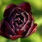Schwarze Tulpe