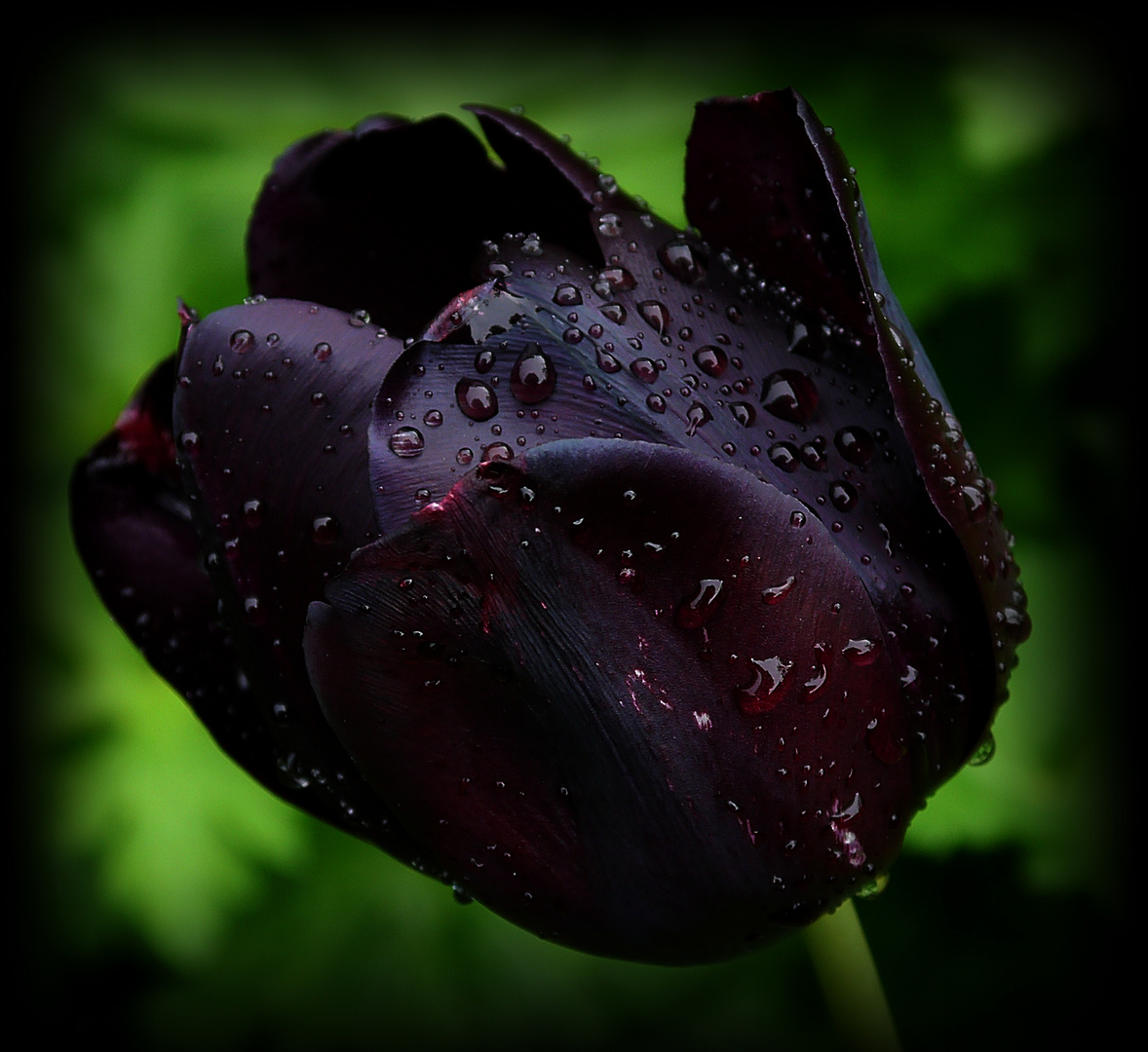 schwarze Tulpe