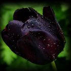 schwarze Tulpe