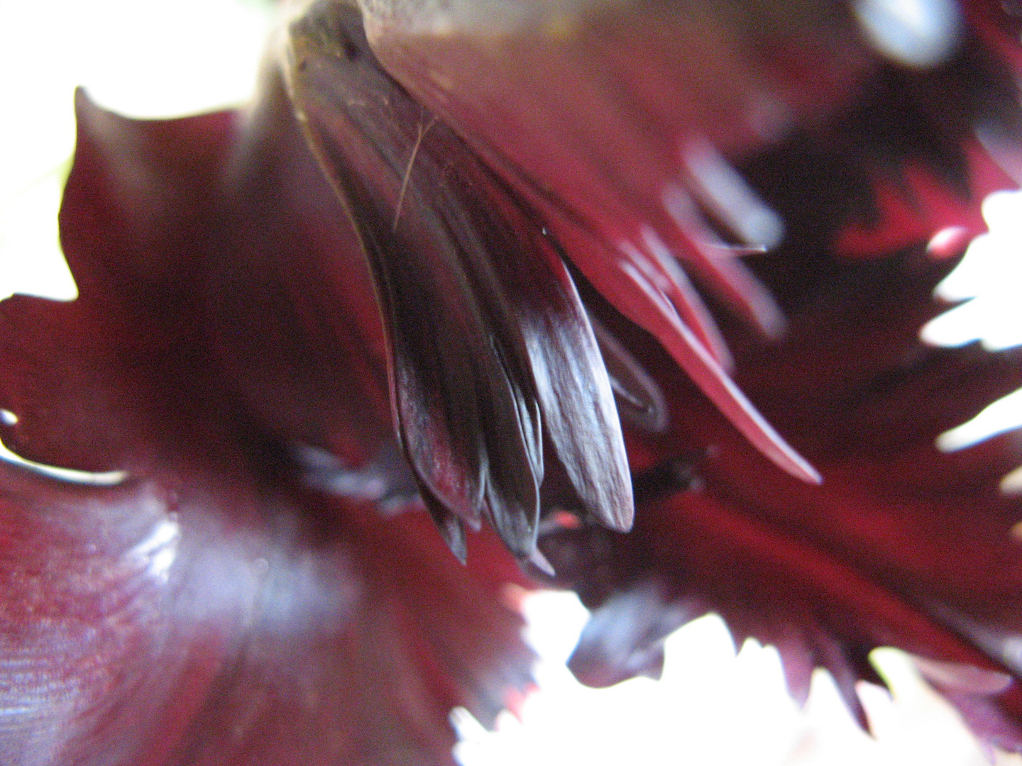 schwarze tulpe