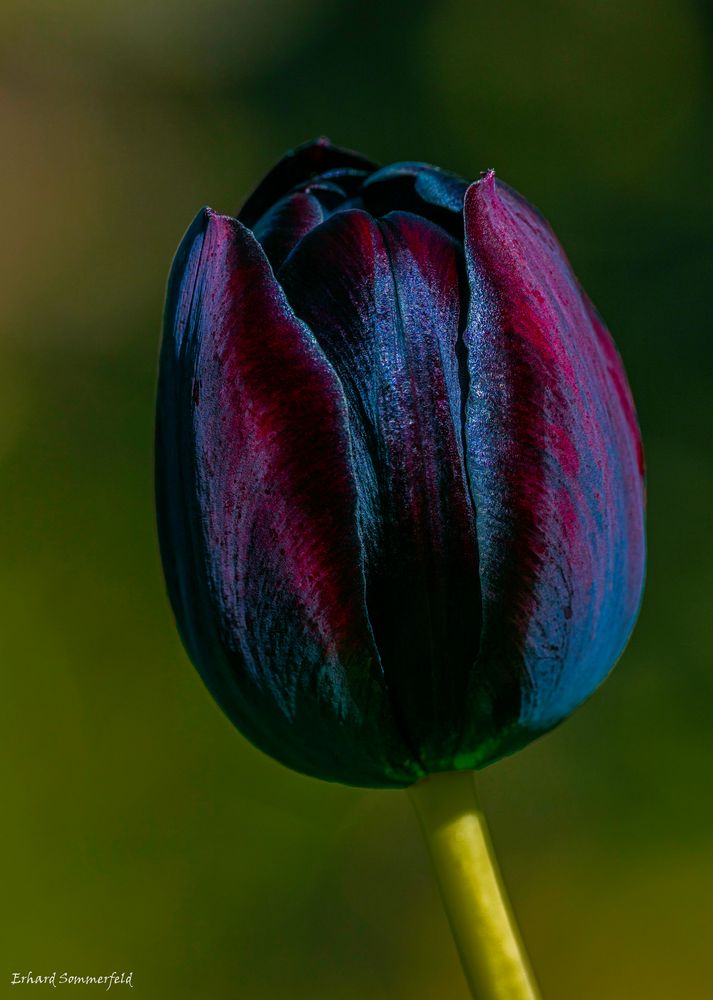 Schwarze Tulpe