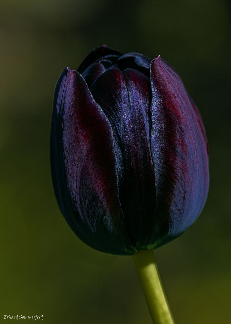 Schwarze Tulpe