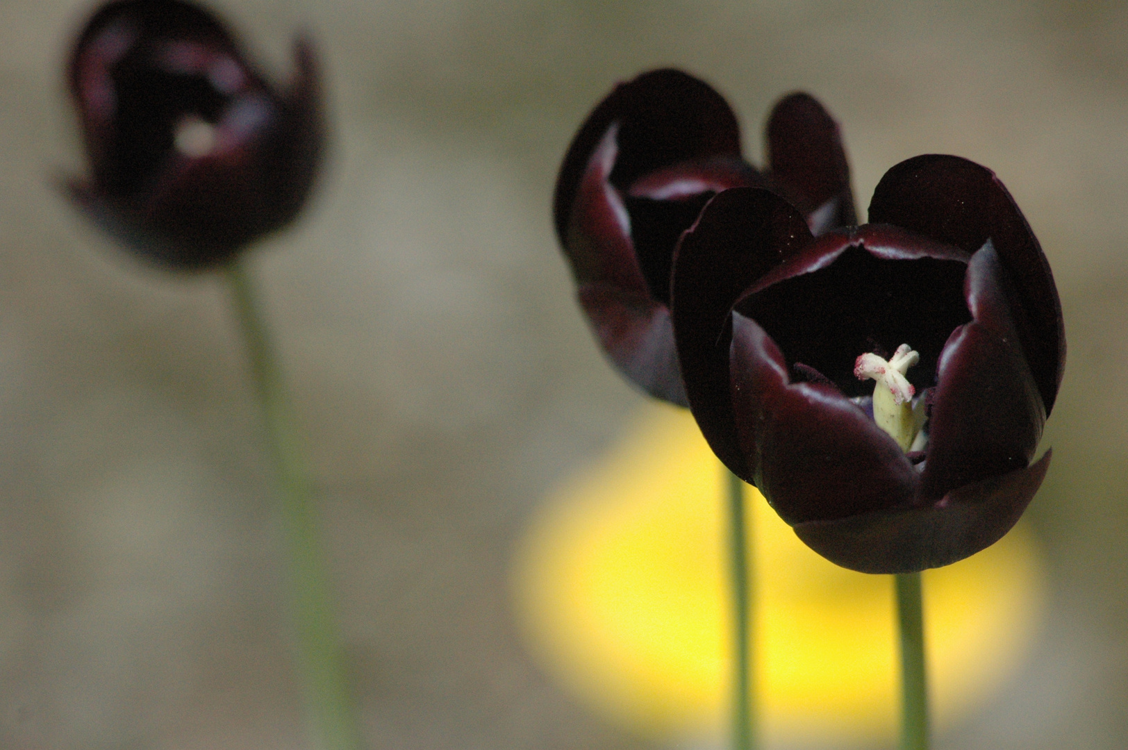 schwarze Tulpe