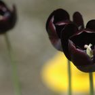 schwarze Tulpe