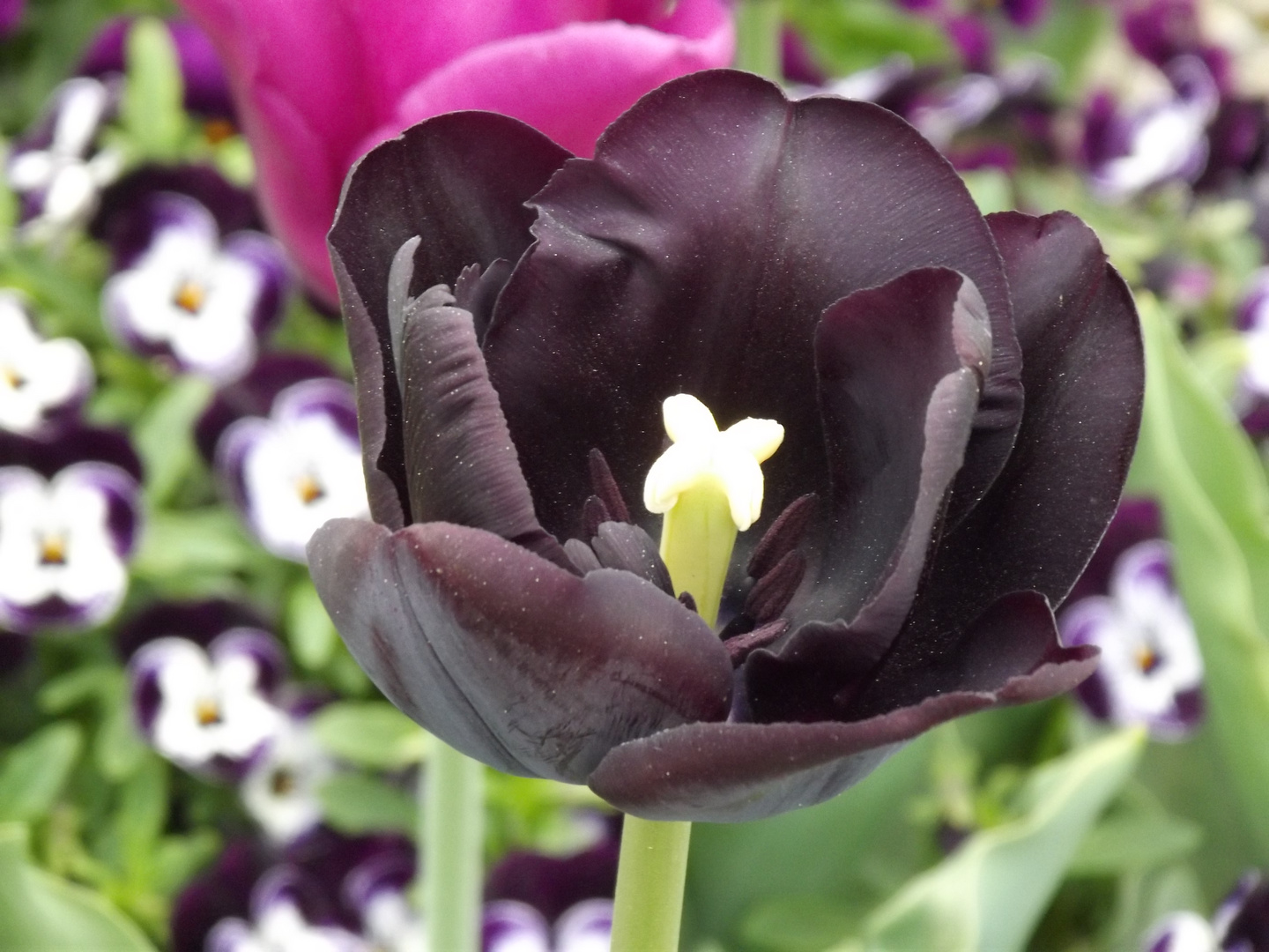 Schwarze Tulpe Blüte