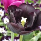 Schwarze Tulpe Blüte