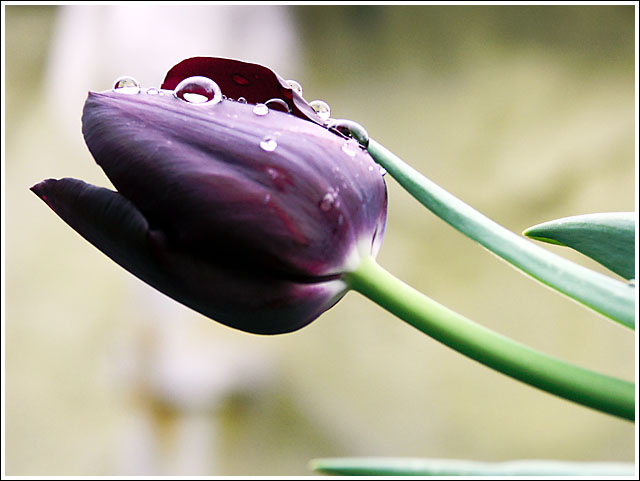 Schwarze Tulpe